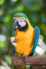 Macaw parrot eating banana
