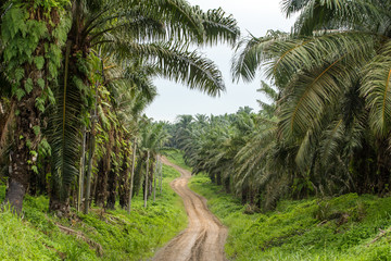 Empty road though palm oil tree plantations in Borneo, Malaysia