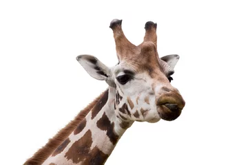 Crédence de cuisine en verre imprimé Girafe young cute giraffe