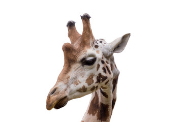 young cute giraffe