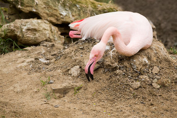 nesting Rose Flamingo with eng in nest