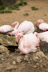 Fototapeta premium nesting Rose Flamingo with eng in nest