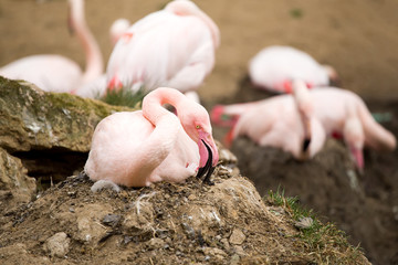 nesting Rose Flamingo with eng in nest