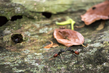 Camponotus gigas or giant forest ant is one of the largest ants in existence