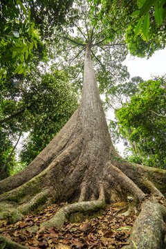 Sepilok Giant, the Oldest Tree of Sabah in Borneo, Malaysia