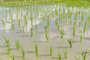 Obraz premium Planting Paddy rice