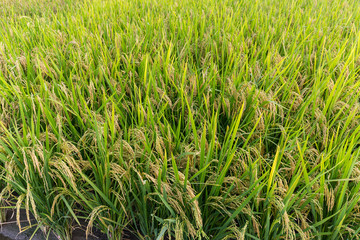 Planting Paddy rice meadow