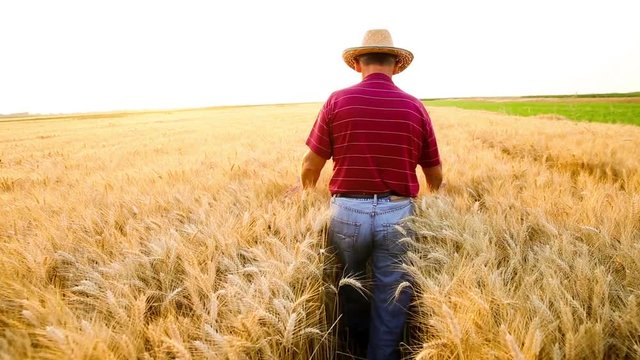 Senior farmer in a field examining wheat crop at sunset.