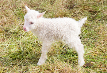 Naklejka na ściany i meble Little newborn lamb standing on the grass
