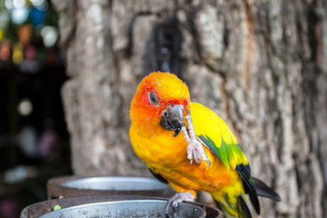 Parrot Colorful eating