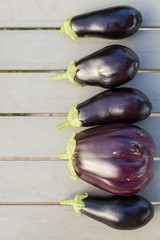 Closeup of big organic eggplants in a row on a grey table. Farming and gardening. Healthy food concept