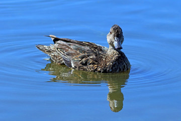 Anas crecca. A teal close up on Yamal
