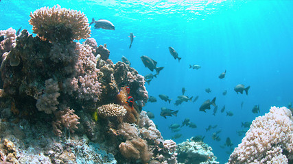 Coral reef in Philippines with plenty fish. Healthy, colorful corals and great visibility. Apo Reef...