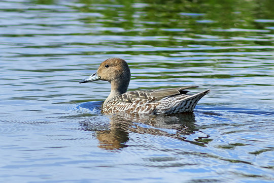 Anas acuta. A wild duck in the north of Siberia