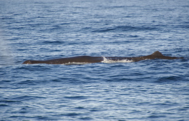 Obraz premium Spermwhale, New Zealand