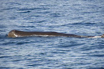 Obraz premium Spermwhale, New Zealand