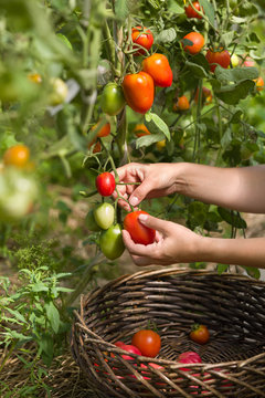 woman's hands harvesting fresh organic tomatoes in her garden on a sunny day. Farmer Picking Tomatoes. Vegetable Growing. Gardening concept