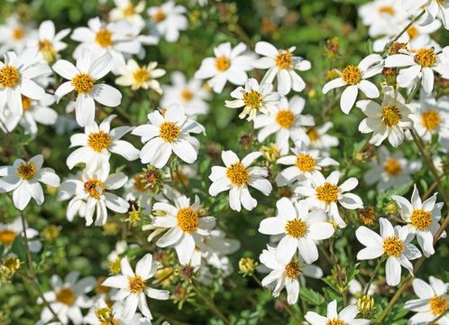 Zweizahn, Bidens