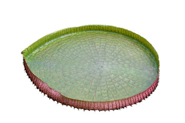  Amazon lily pad (Victoria Regia)