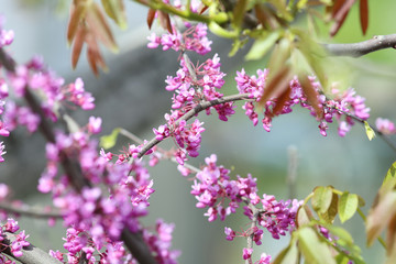 Blossoming branch  almond and with with young leaves of walnut