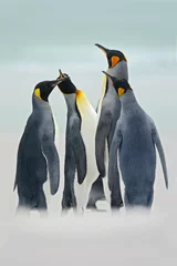 Fotobehang Group of king penguins in the sea, Volunteer Point, Falkland Islands. Group of king penguins in the snow. Group of king penguins in the nature habitat. Penguins with white sand beach, sea background © ondrejprosicky