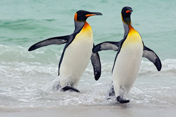 Naklejka premium Pingwiny królewskie wypływające z błękitnej wody, Ocean Atlantycki na Falklandach. Ptak morski w środowisku naturalnym. Pingwiny w wodzie. Pingwiny w falach morza. Pingwin z czarno-żółtą głową.