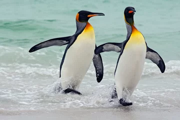 Tuinposter Koningspinguïns die van blauw water gaan, Atlantische Oceaan in Falkland Island. Zeevogel in de natuurhabitat. Pinguïns in het water. Pinguïns in de golven van de zee. Pinguïn met zwarte en gele kop. © ondrejprosicky