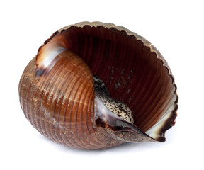 Very large live sea snail (Tonna galea or giant tun)