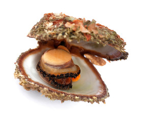 Raw seafood in opened shell