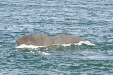 Obraz premium Fluke of a diving Sperm Whale, New Zealand