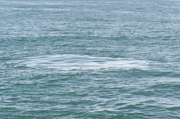 Naklejka na ściany i meble Footprint left by the fluke of a diving Sperm Whale, New Zealand