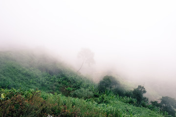 Morning fog on the mountains. in Thailand.
