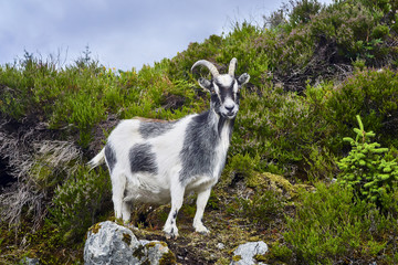 Fototapeta premium Goat portrait, Norway, goat posing for pictures