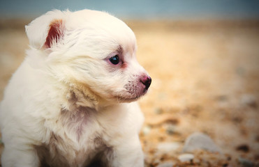 little puppy sitting on the beach
