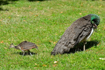 Paons, mère et petit