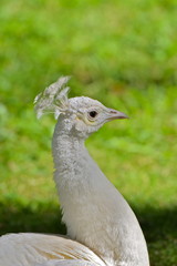 Tête de paon blanc