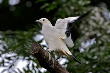 Carpophage blanc, oiseau