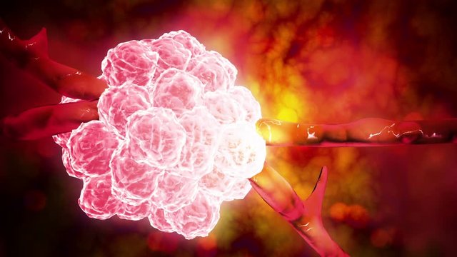 Microscopic visualization of Stachybotrys, a genus of mold.