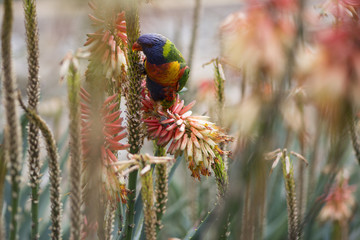 Obraz premium Wild Rainbow Lorikeet in the Aloe Flowers