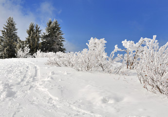 végétation sous la neige en montagne