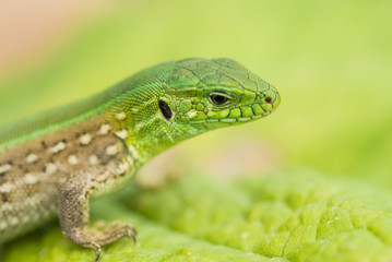Close-up photo of lizard