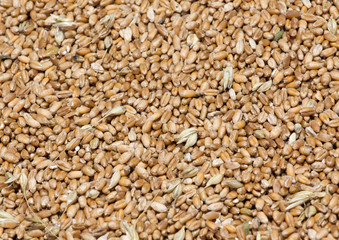 Wheat grain pile