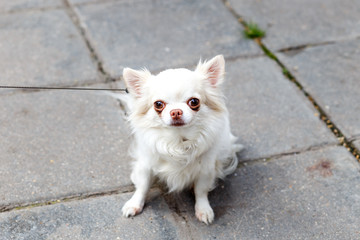 little funny dog on street