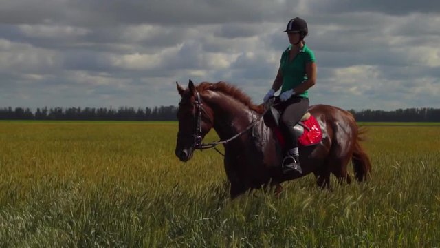 Young woman rider riding a horse on the field HD