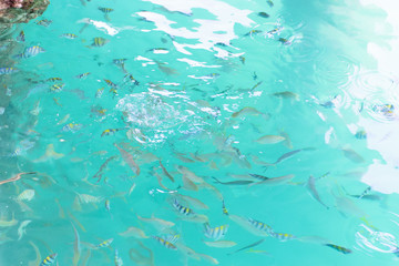Beautiful fish up the surface of the water in the sea near the coast