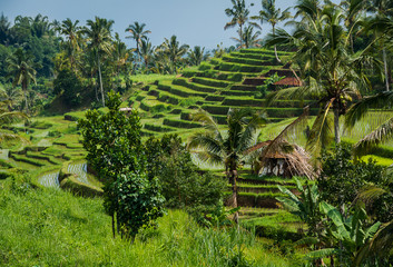 Rizières de Bali