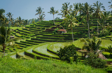 Rizières de Bali