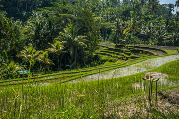 Rizières de Bali