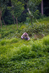Rizières de Bali