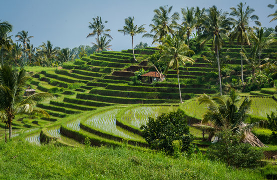 Rizi&egrave;res de Bali